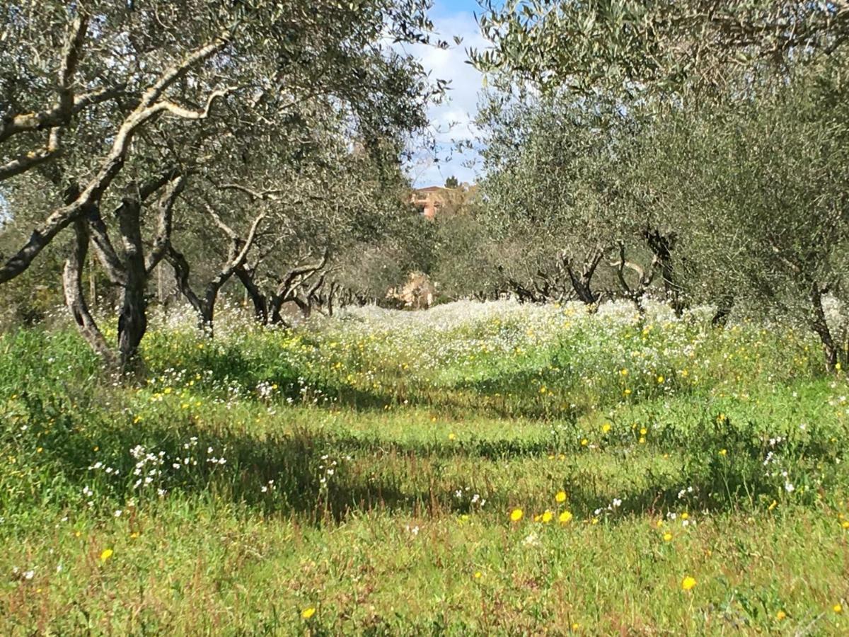 Mimosa Bilocale Cala Liberotto Buitenkant foto
